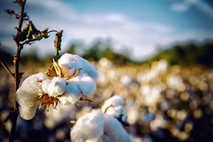 La historia controversial y viaje del algodón